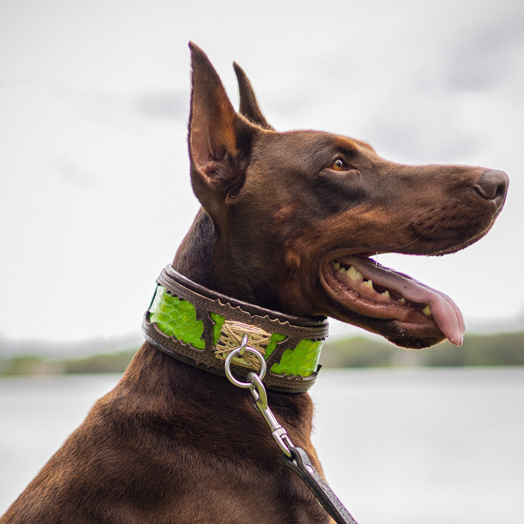 Bestia Dog Gear Genuine Leather Dog Collar - Black 
