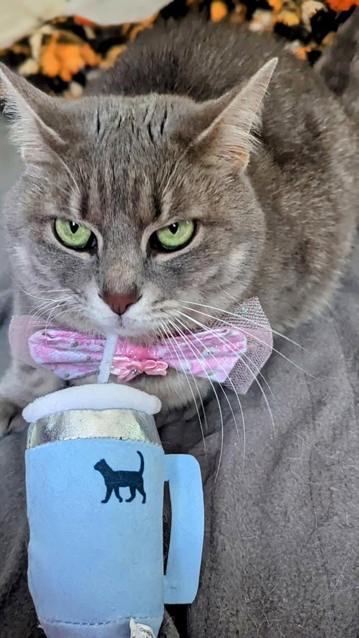 PUPROAR Kitty Cup Cat Toy - Cute Catnip and Crinkle Plush Cat Toy