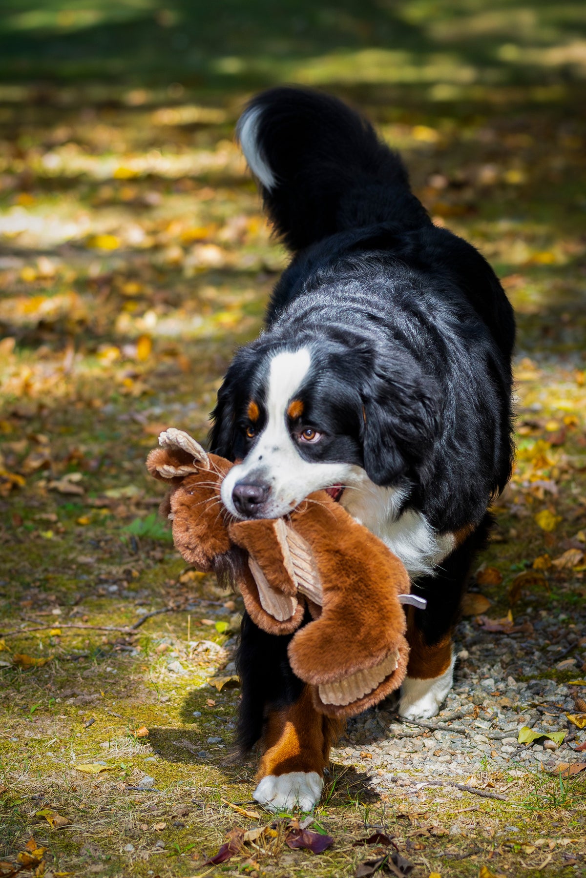 Maple Moose X-BraceTM Durable Plush Dog Toy