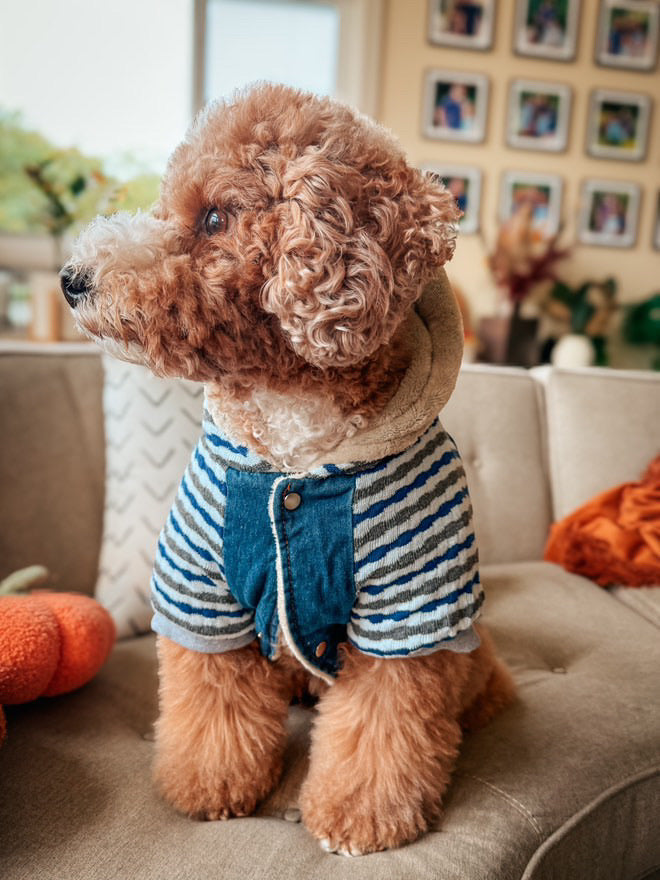 Parisian Pet Denim Striped Hoodie, Blue for Dogs & Cats  Soft, Stylish Pet Apparel