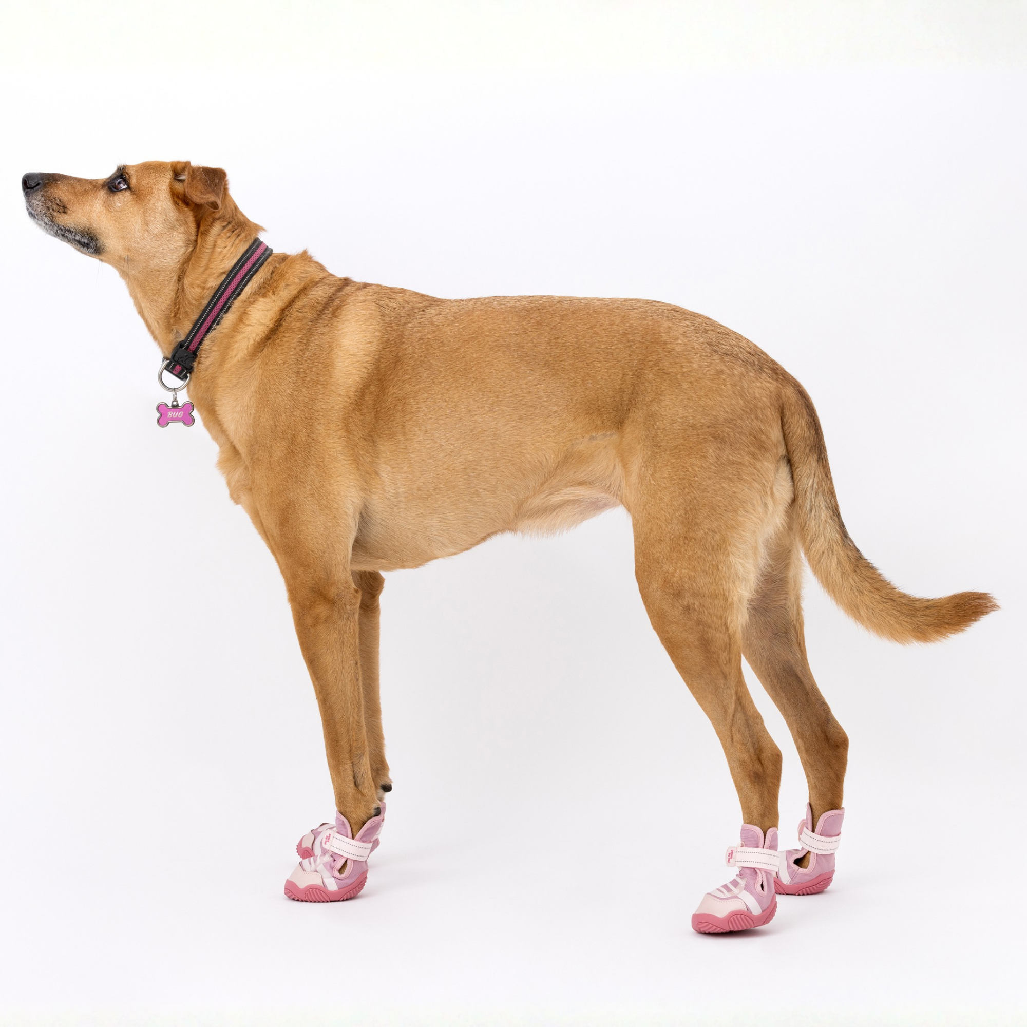 The Kai Dog Shoes
