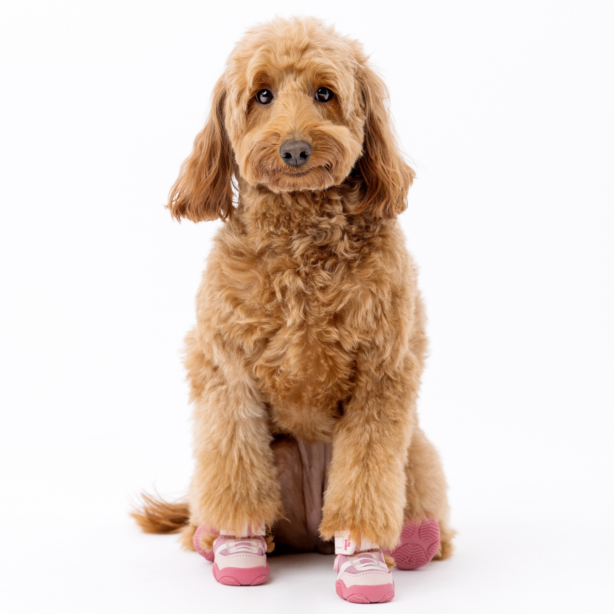 The Kai Dog Shoes