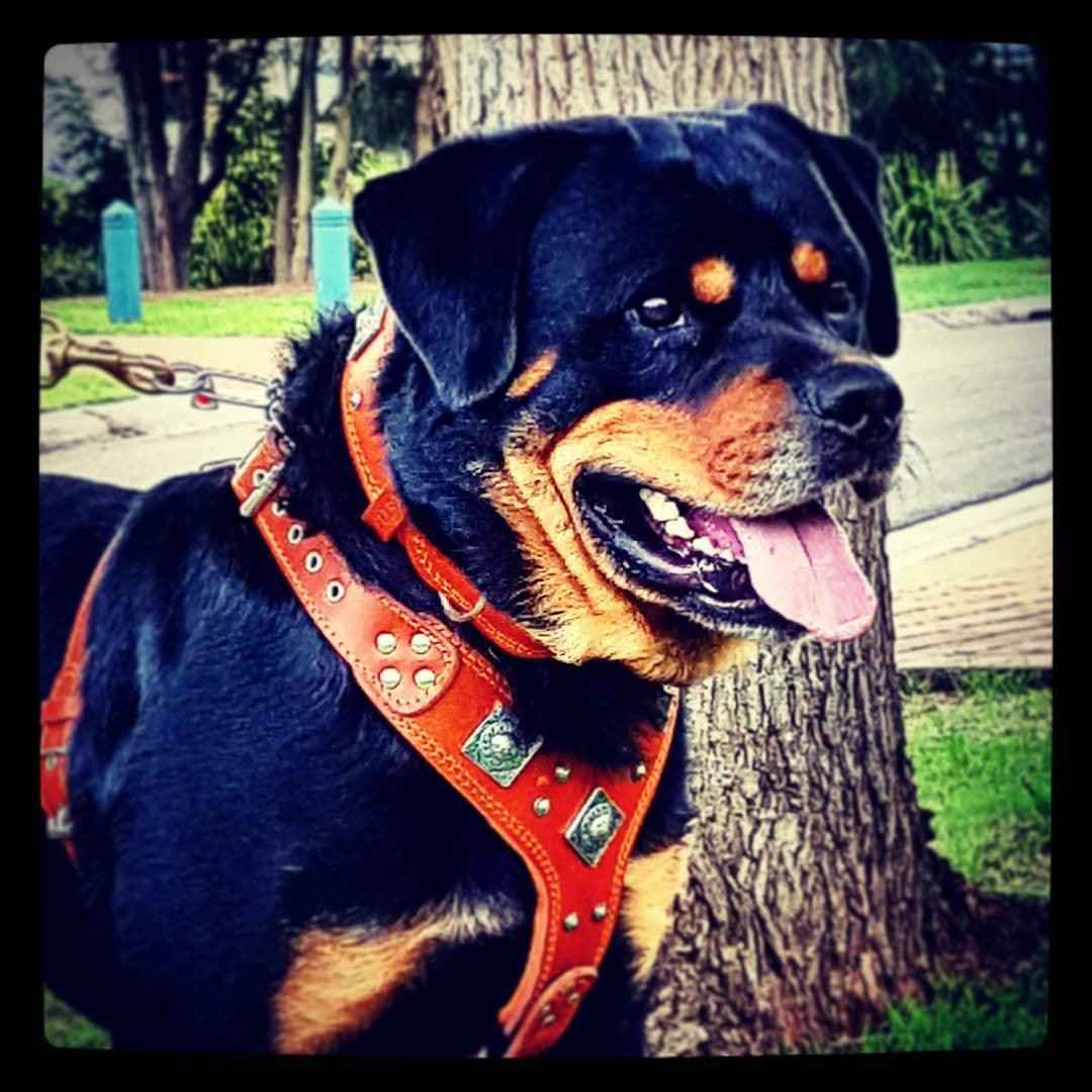 Bestia Eros Brown Leather Dog Harness