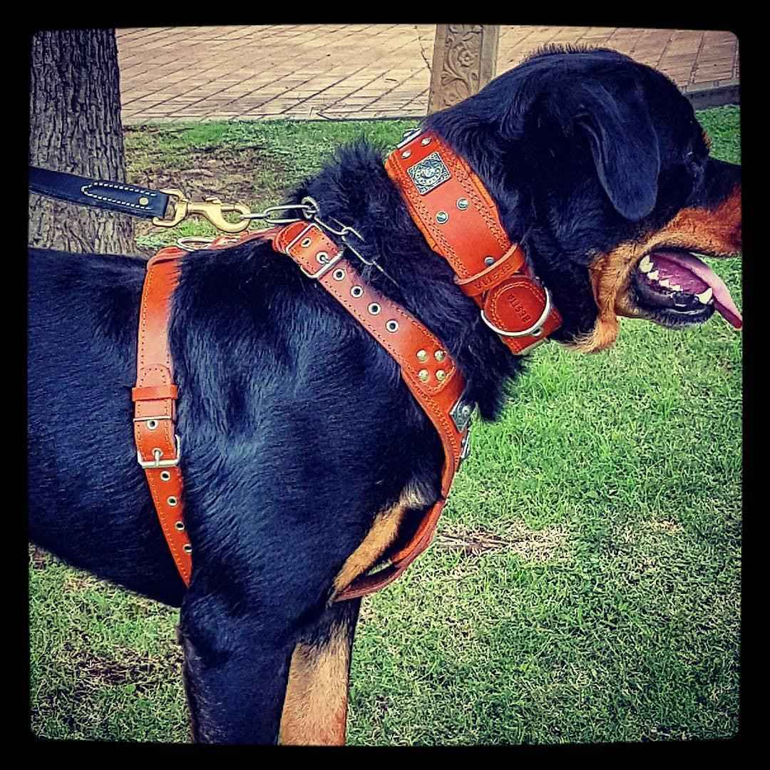 Bestia Eros Brown Leather Dog Harness