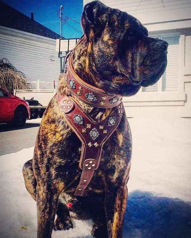 Bestia Aztec Big Dogs Brown Leather Large Breed Dog Harness