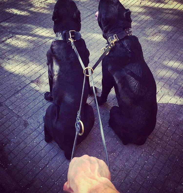 Bestia Multi Purpose Police Leather Dog Leash