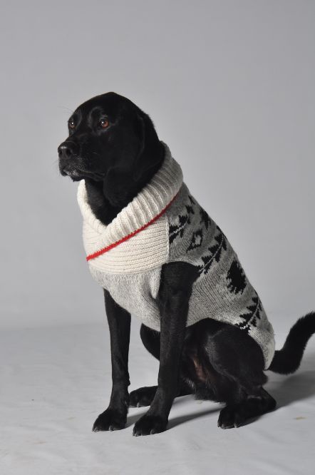 Jackson Dog Sweater