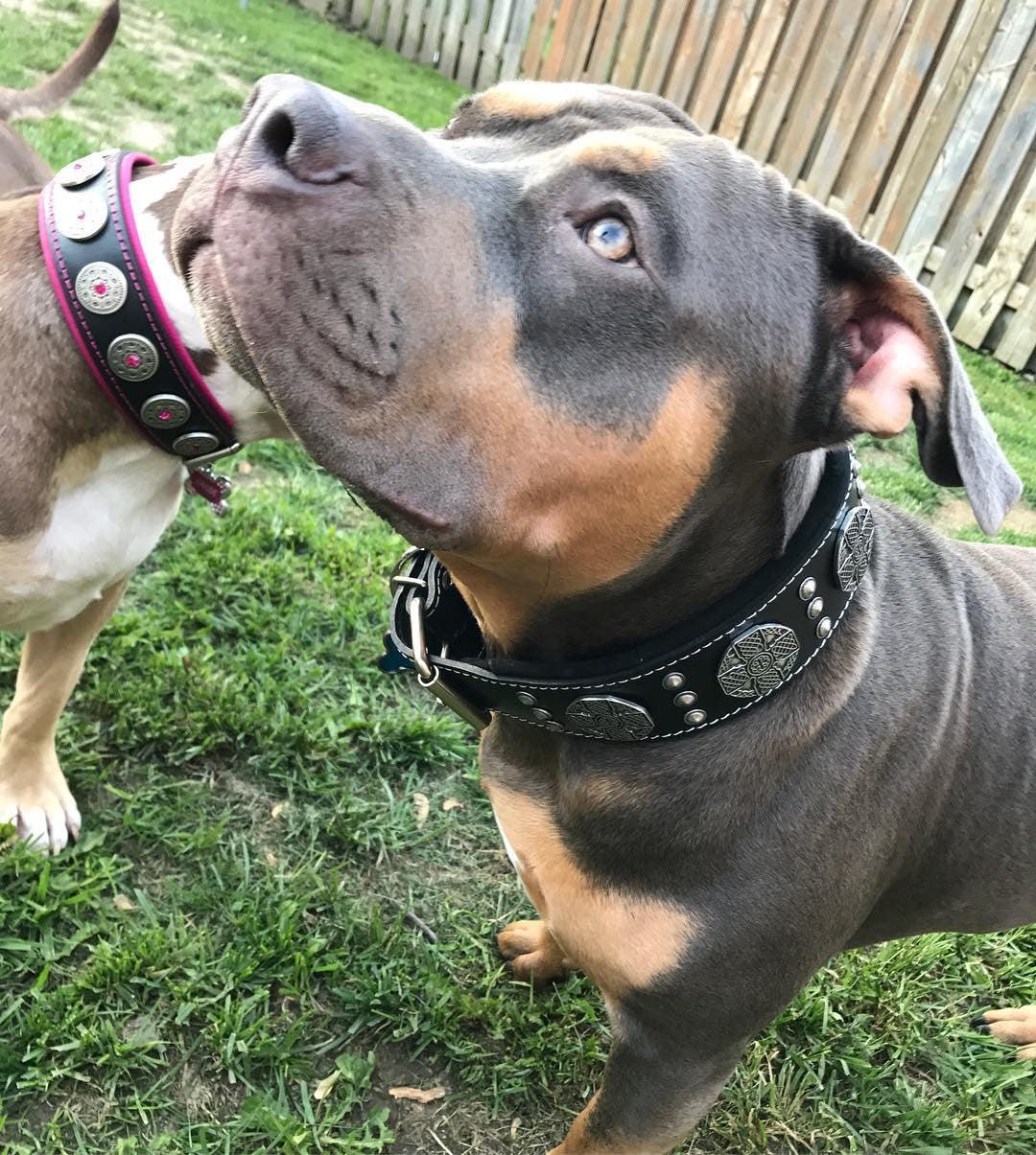 Bestia Maximus Silver Leather Dog Leash