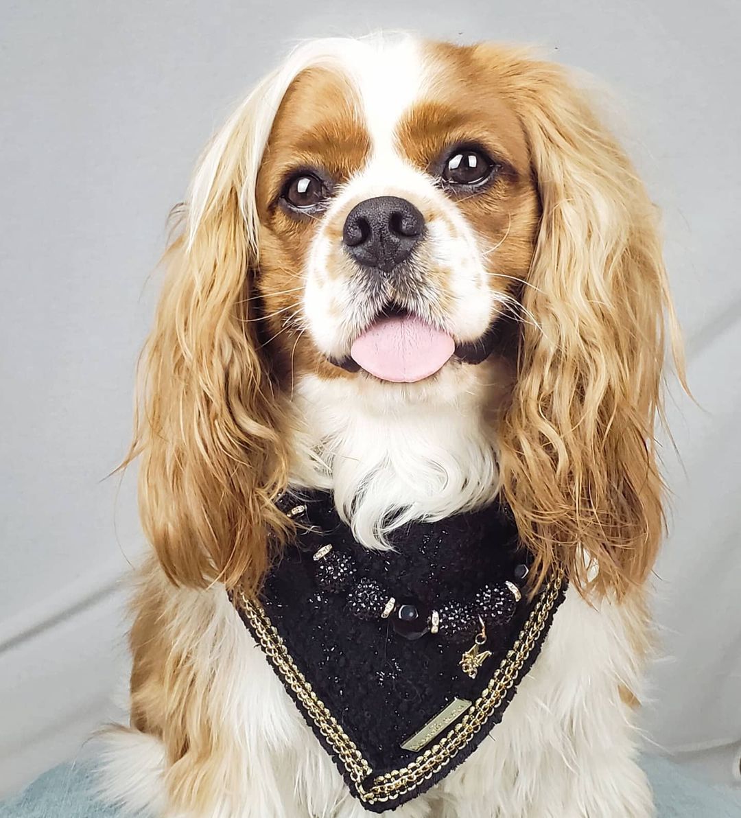 Coco Runway: Dur à Cuire Bandana