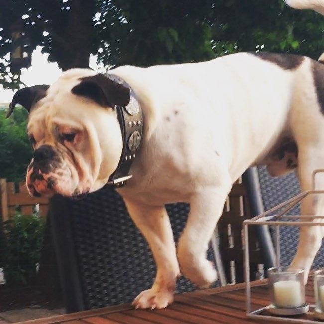 Bestia Maximus Silver Leather Dog Leash
