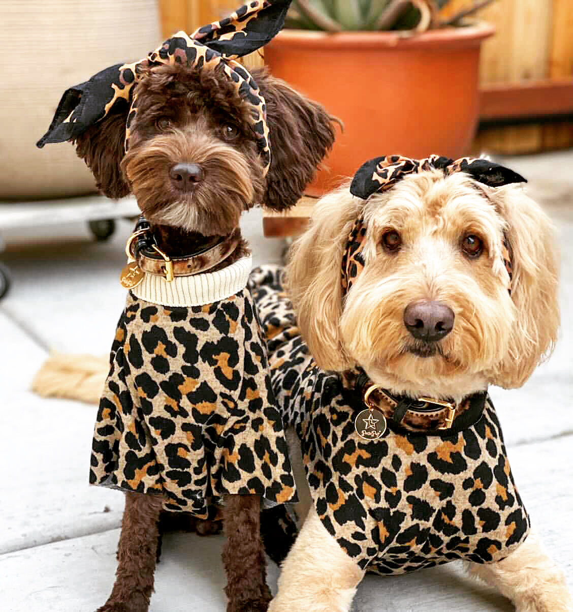 Collar - Wildest One