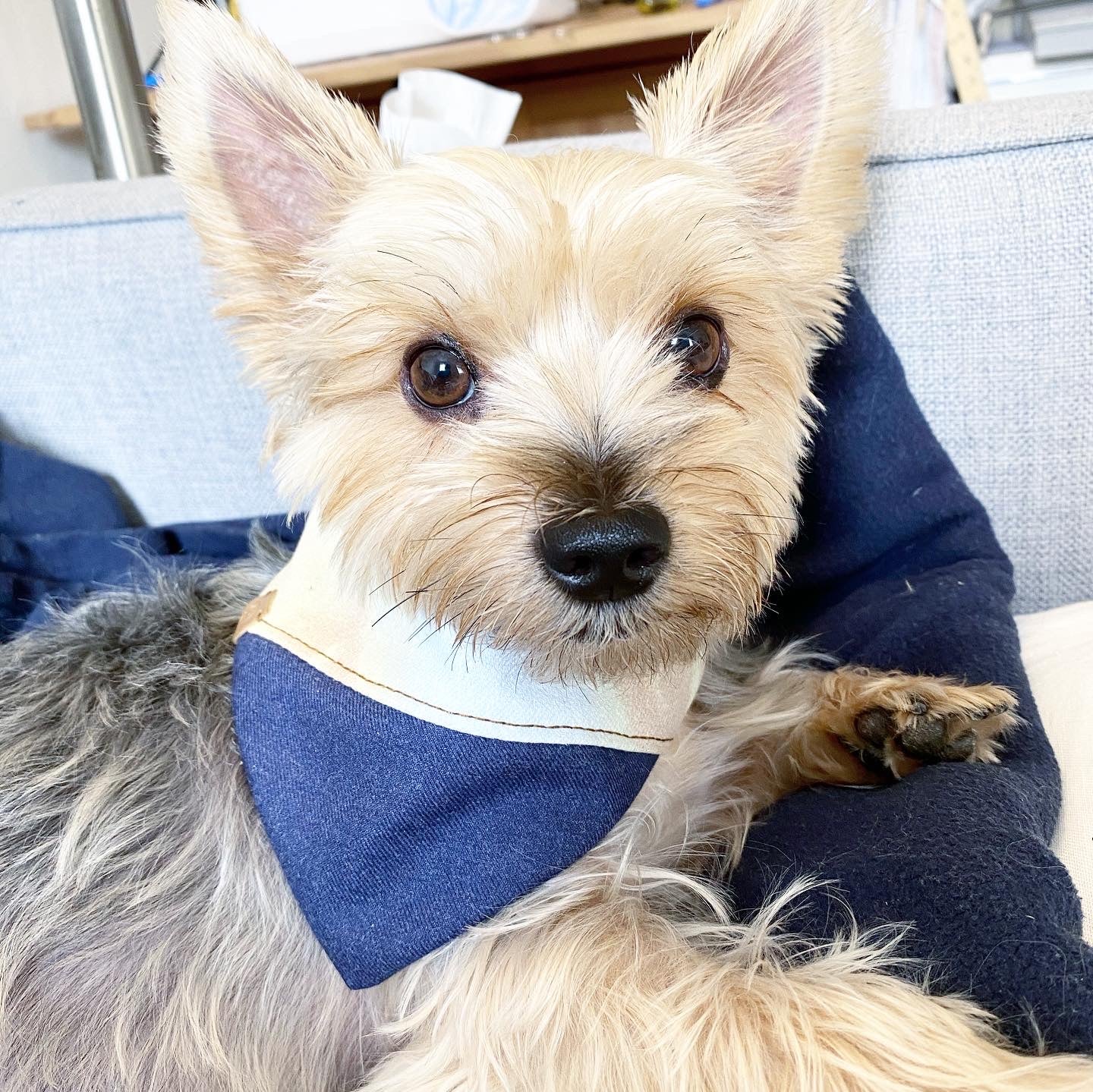 BESPOKE PAWS 'Aspen' Reversible Pet - Cotton Adjustable Comfort Breathable BANDANA