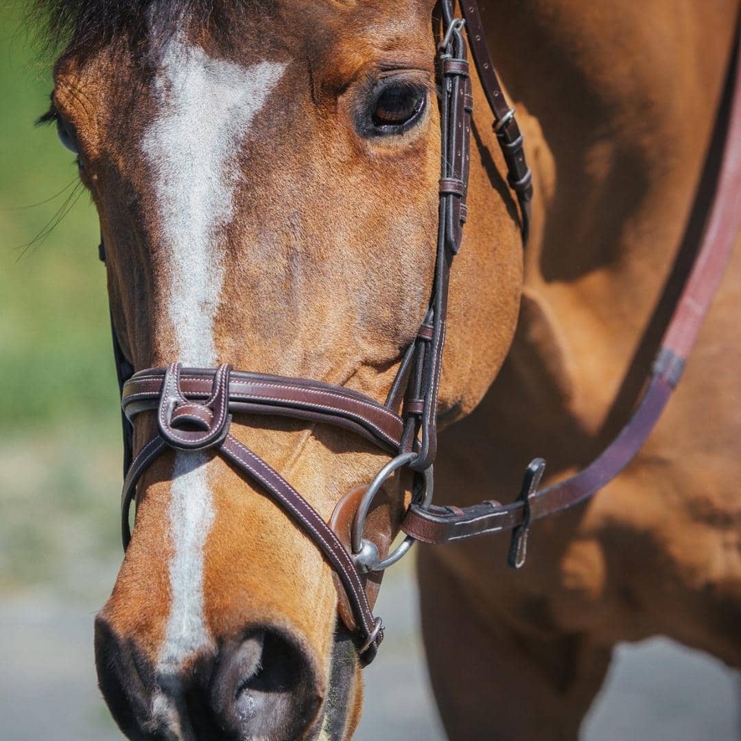 Replacement Noseband of ExionPro Fully Padded Snaffle Bridle with U Shaped Detachable Flash - HT Animal Supply