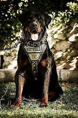 Bestia Metal Personalized Leather Dog Harness
