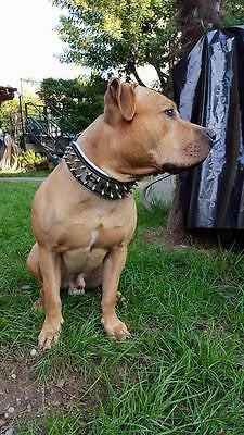Bestia Metal Personalized Leather Dog Collar