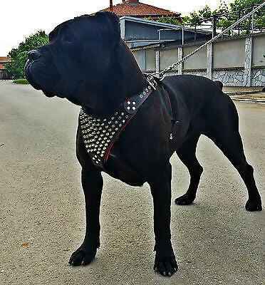 Bestia Gladiator Leather Dog Harness