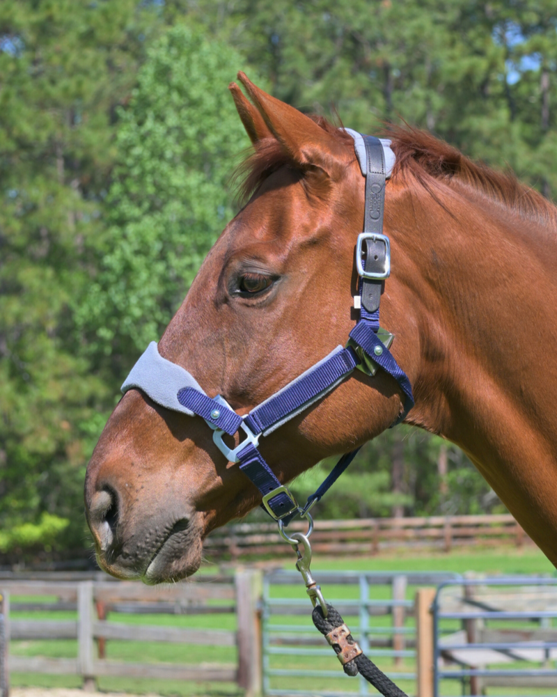 Magna Halter in Blue with Fleece Nose and Fleece Crownpiece Leather Breakaway