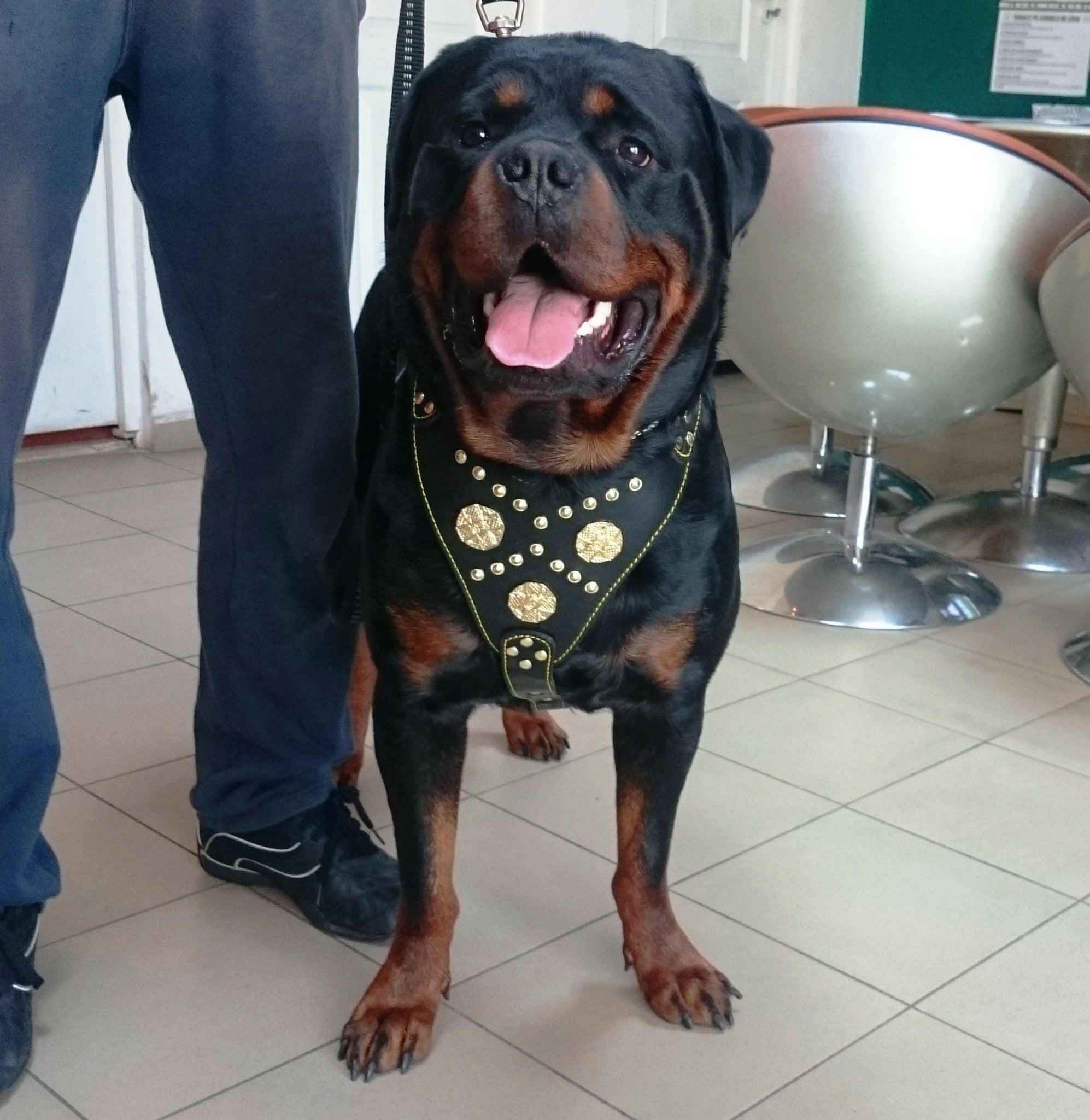 Bestia Maximus Black & Gold Leather Dog Harness