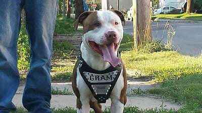 Bestia Metal Personalized Leather Dog Harness