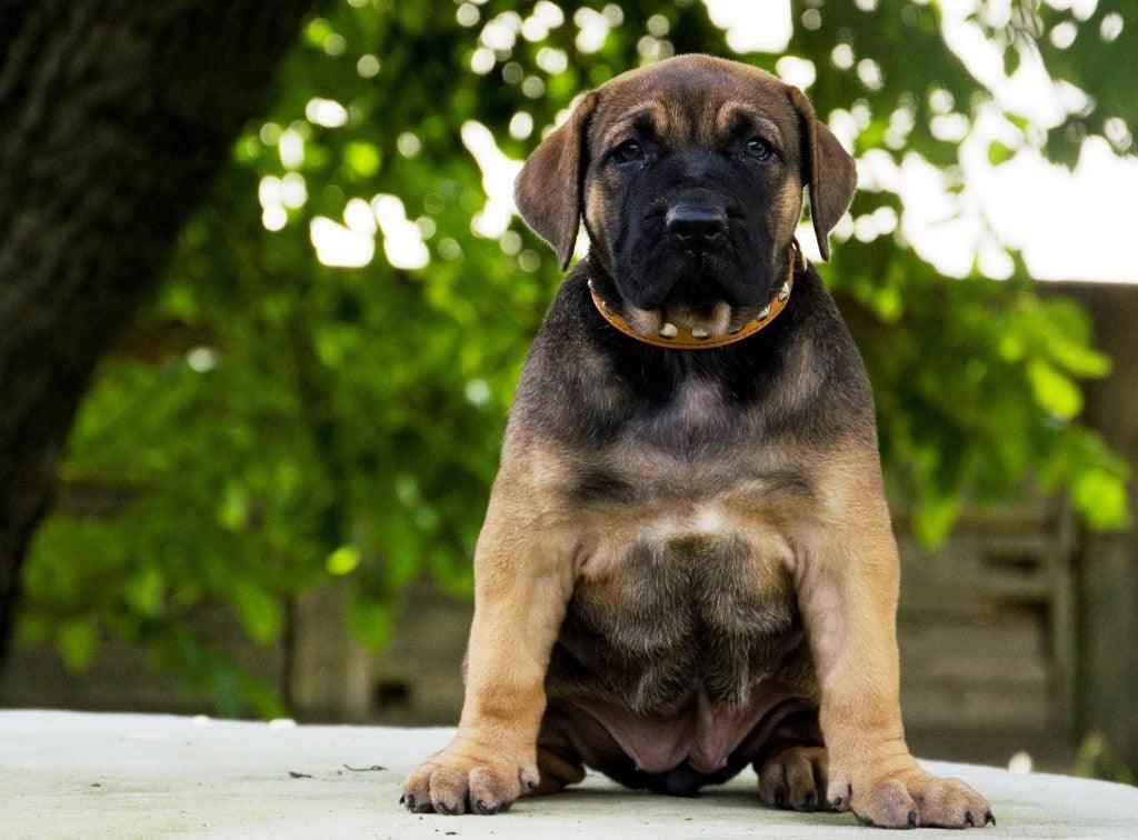 Bestia Superstar Leather Puppy Collar