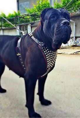 Bestia Gladiator Leather Dog Harness