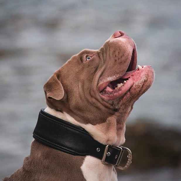 Bestia Plain Style Black Leather Dog Collar