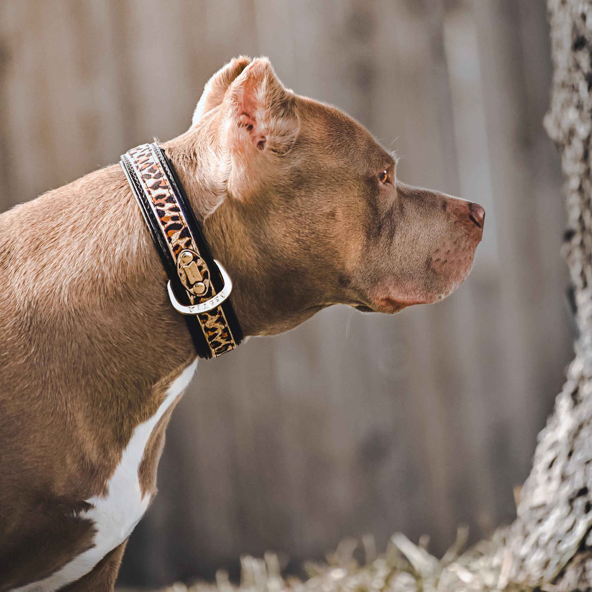 Bestia Leopard Leather Dog Collar