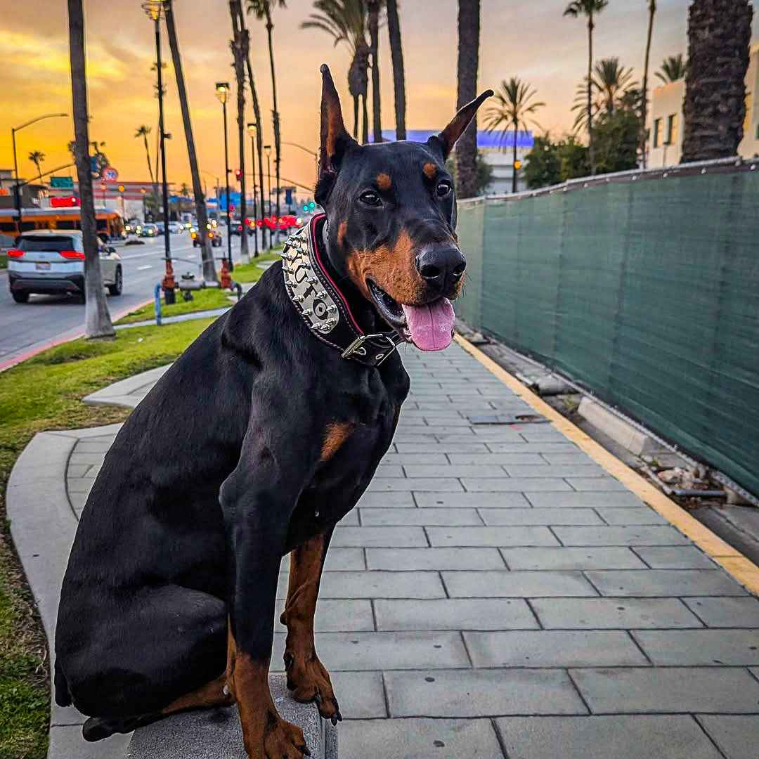Bestia Kennel Personalized Leather Dog Collar