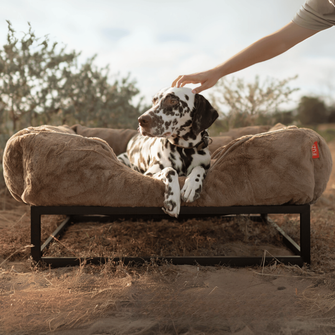 The FUZI Elevated Dog Bed