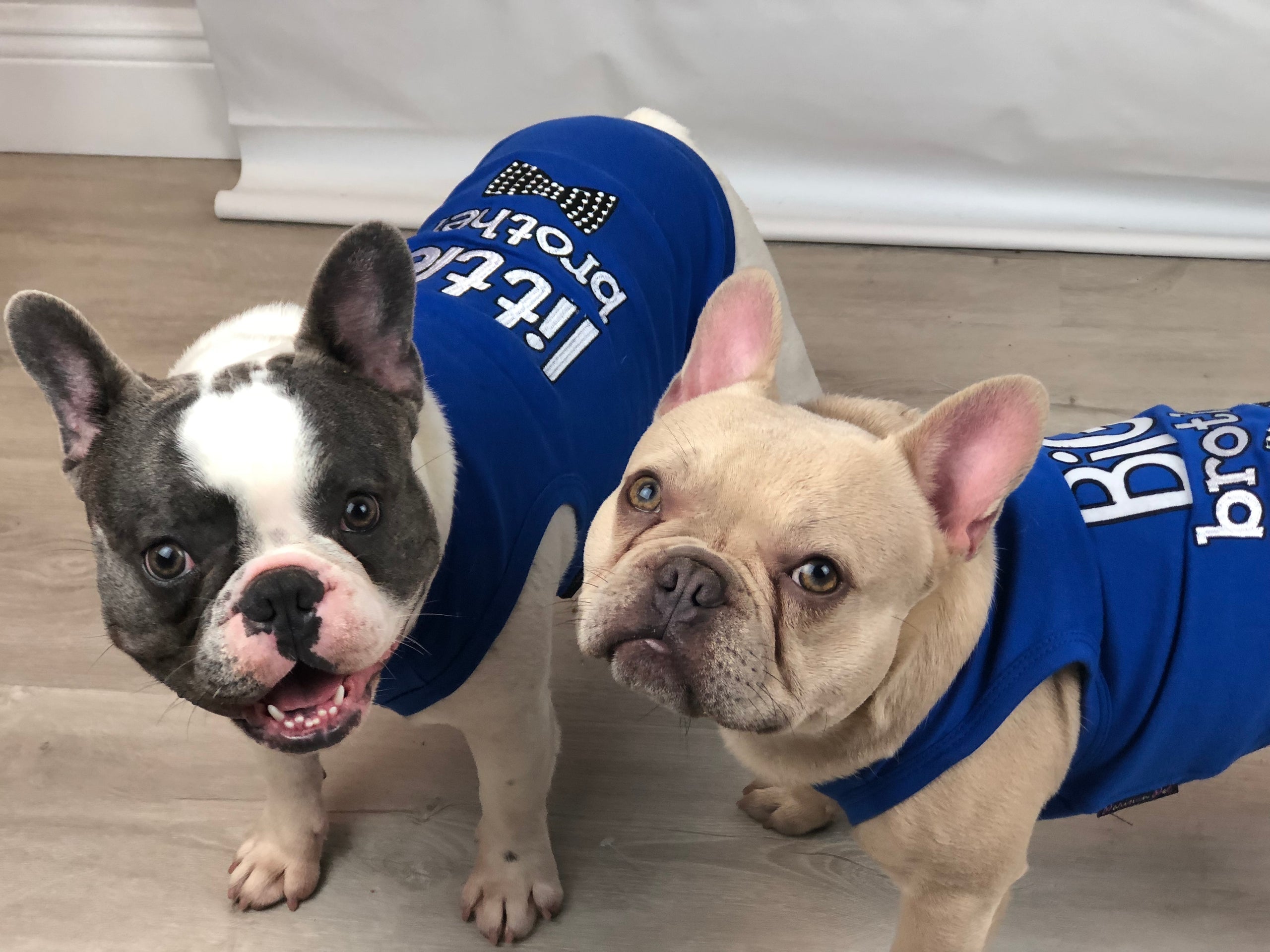 Parisian Pet Big Brother Embroidered Pet T-Shirt  Cute Sibling Announcement Dog Shirt for Dogs & Cats, Blue