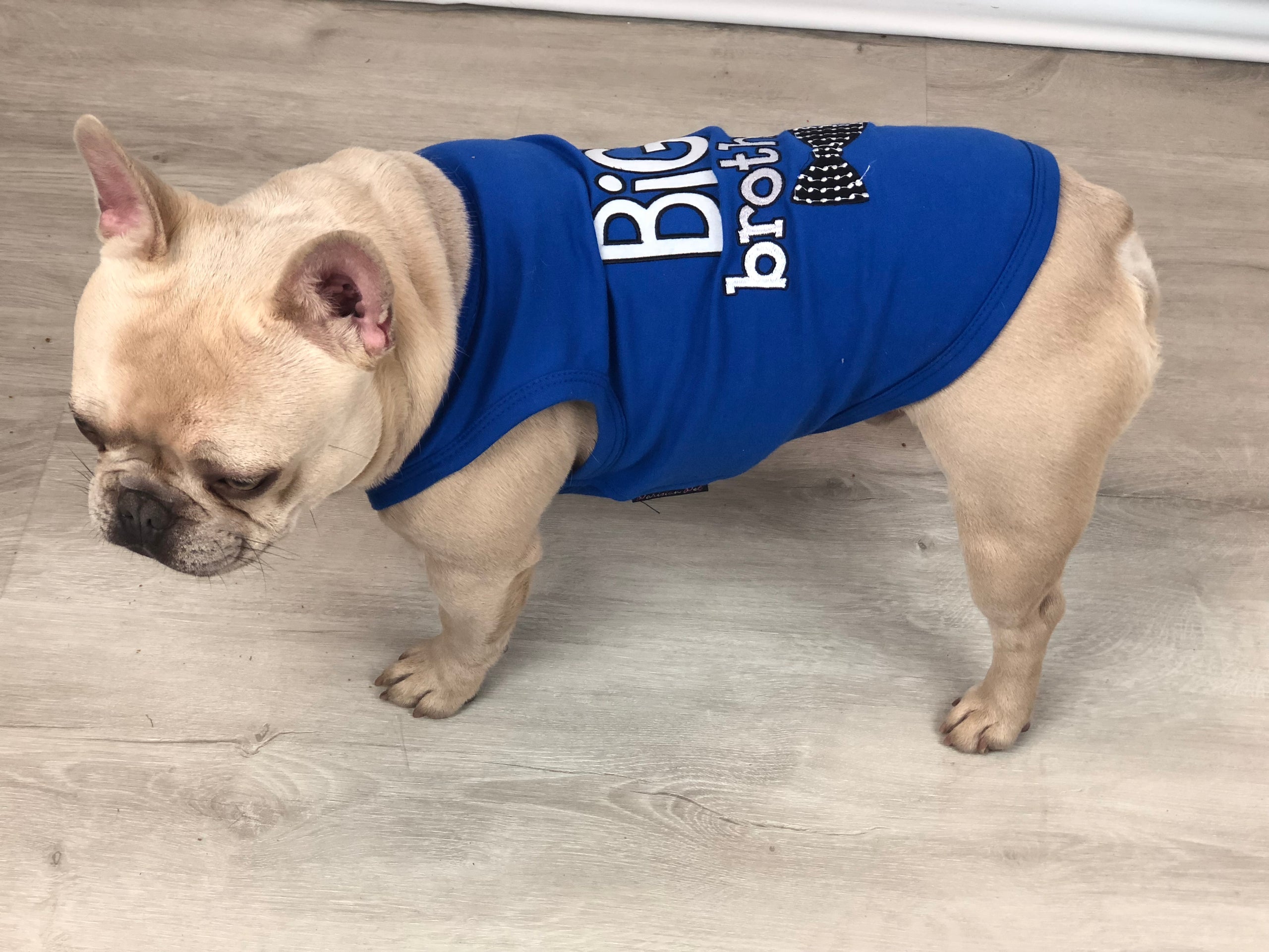 Parisian Pet Big Brother Embroidered Pet T-Shirt  Cute Sibling Announcement Dog Shirt for Dogs & Cats, Blue