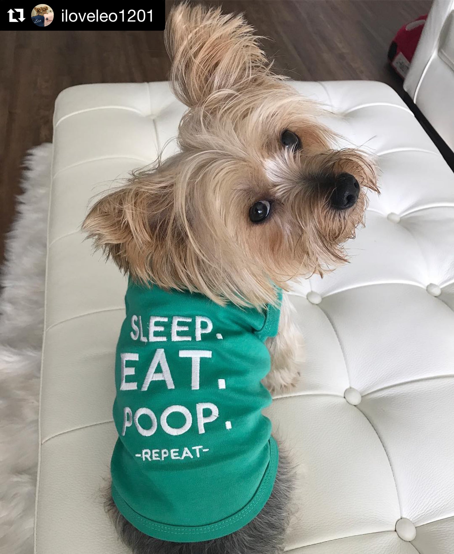 Parisian Pet Sleep Eat Poop Playful Dog Shirt  Trendy Embroidered Pet Apparel for Dogs & Cats, Saint Patricks Day