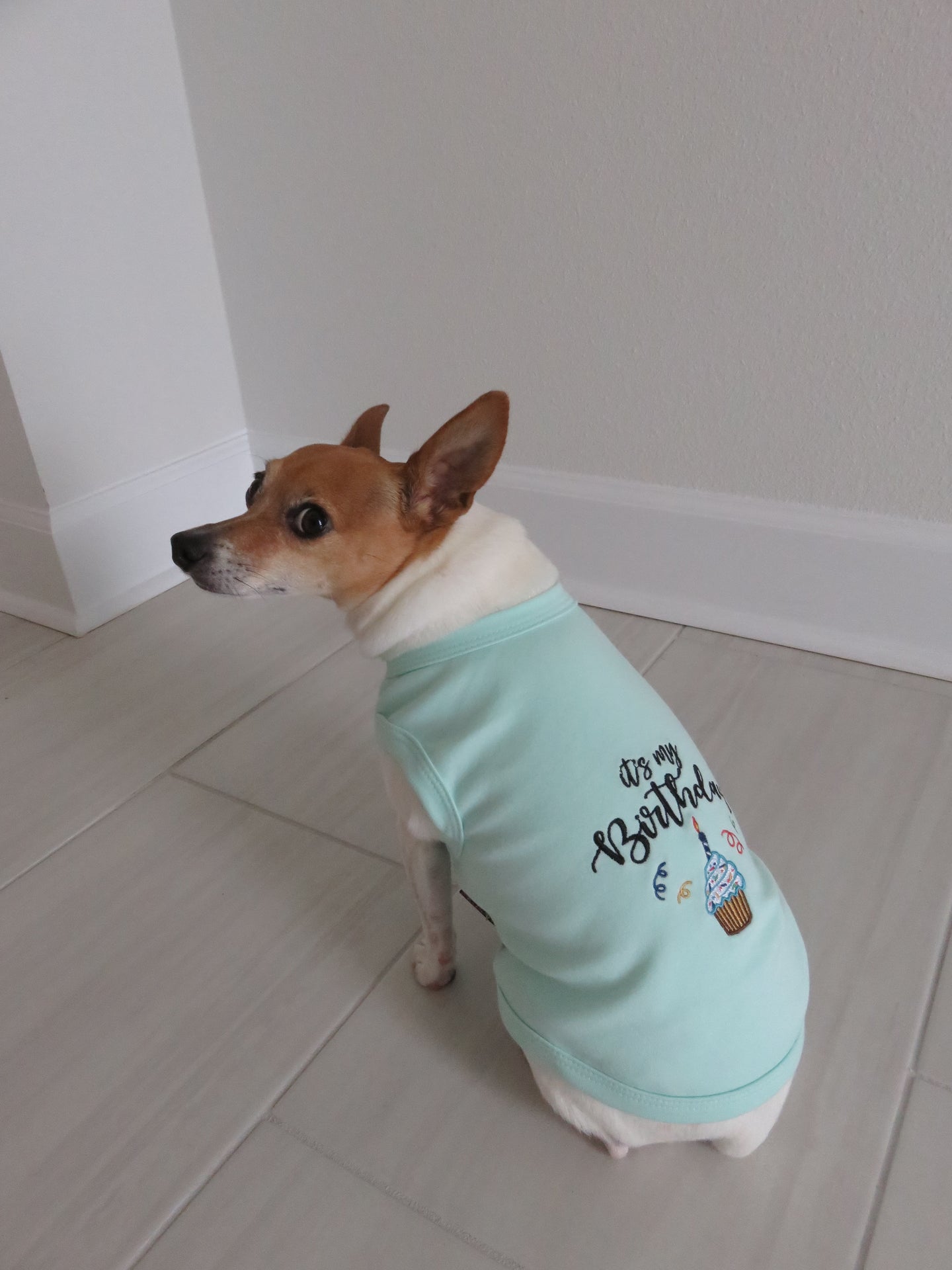 Parisian Pet Birthday Boy Fun Slogan Dog T-Shirt-Blue