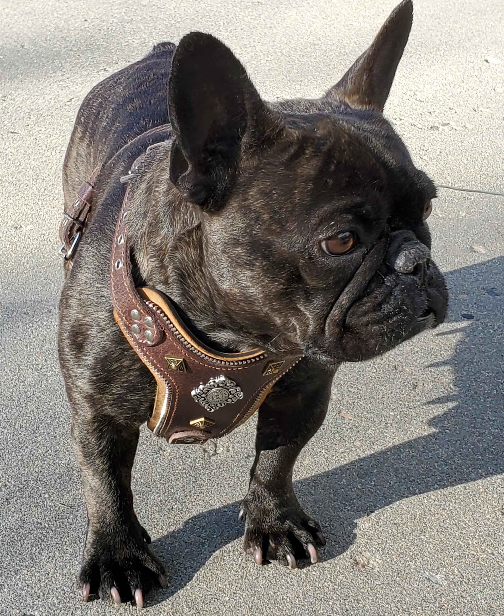 Bestia Aztec Brown Leather Small to Medium Dog Harness