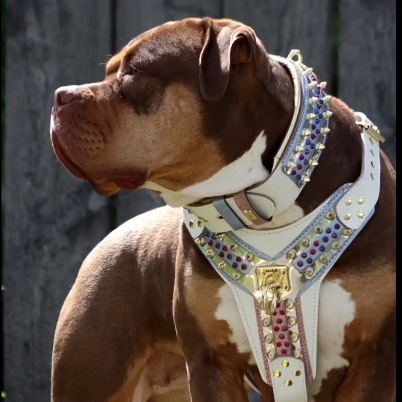Bestia Candy Leather Dog Harness