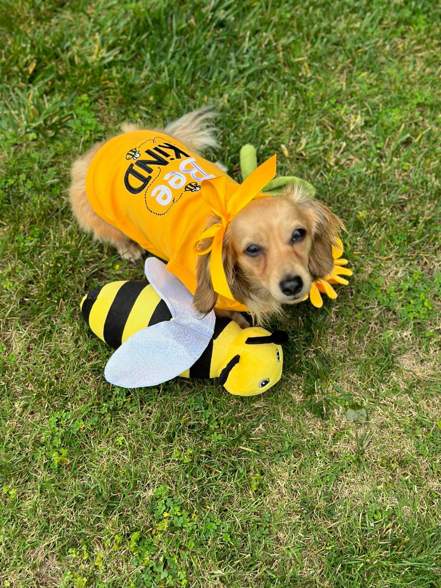 Parisian Pet Bee Kind Embroidered Dog T-Shirt-Yellow