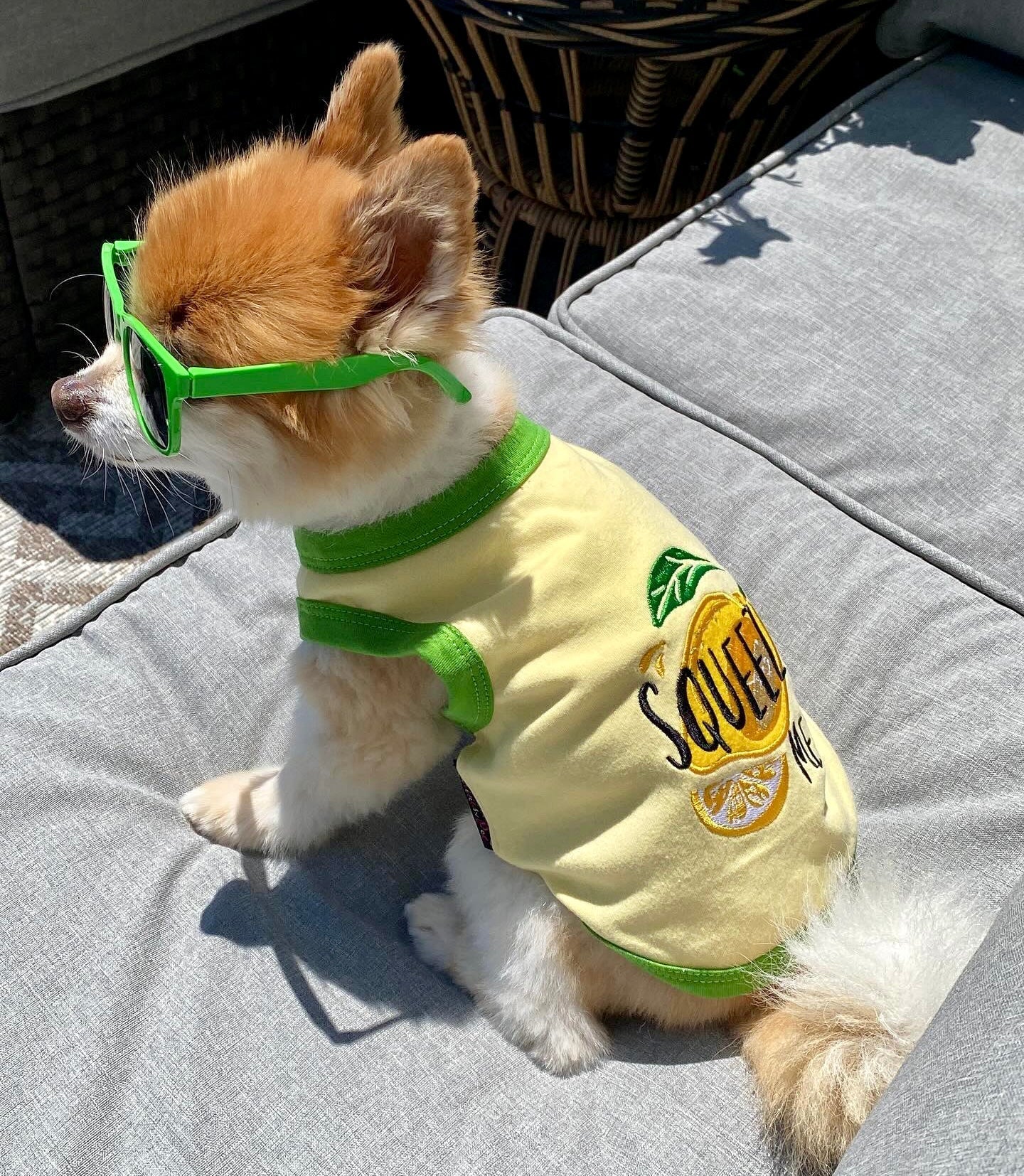 Parisian Pet Squeeze Me Dog Shirt  Playful Graphic Pet T-Shirt for Dogs & Cats, Yellow