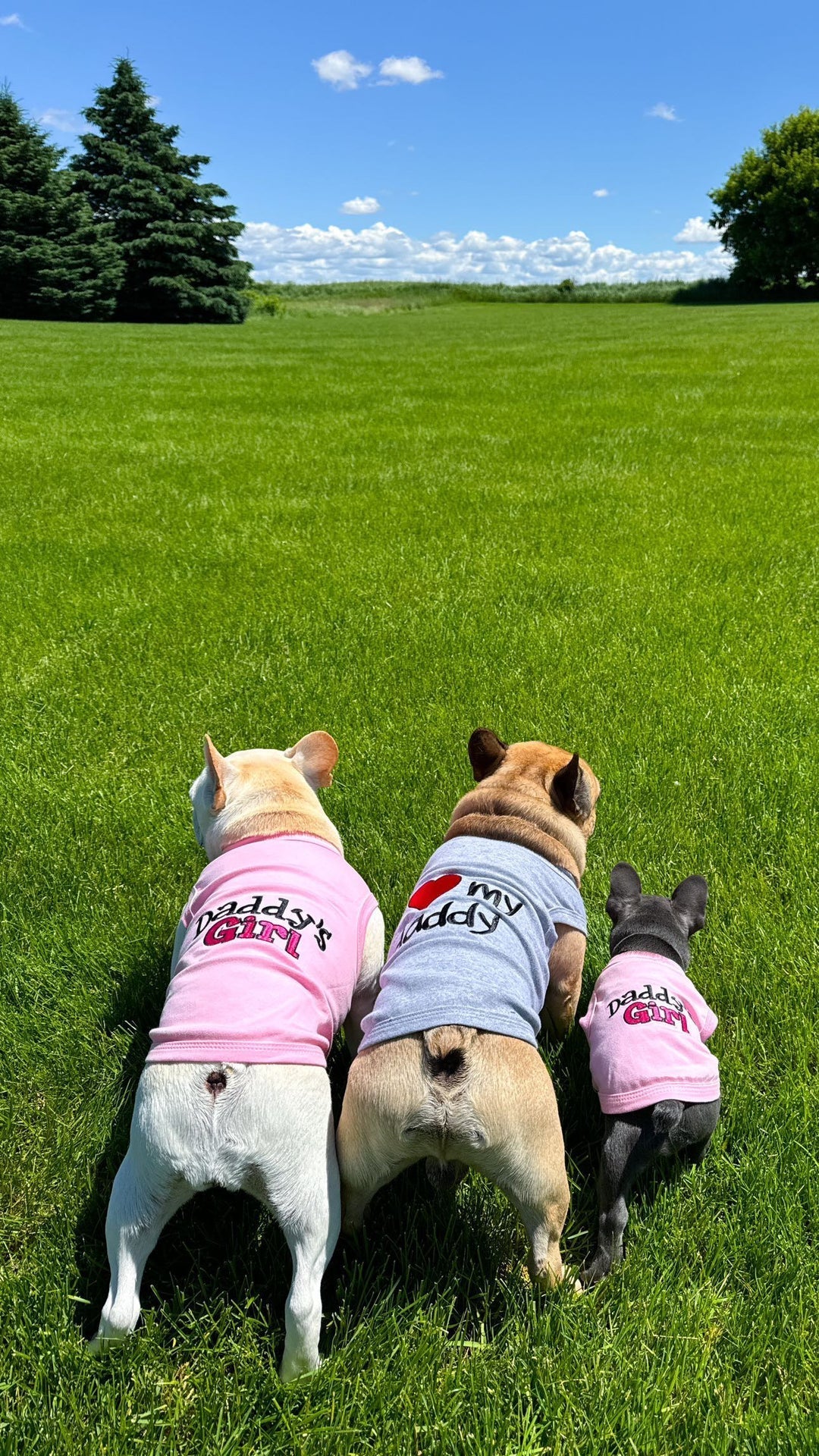 Parisian Pet Daddys Girl Pet Shirt-Pink