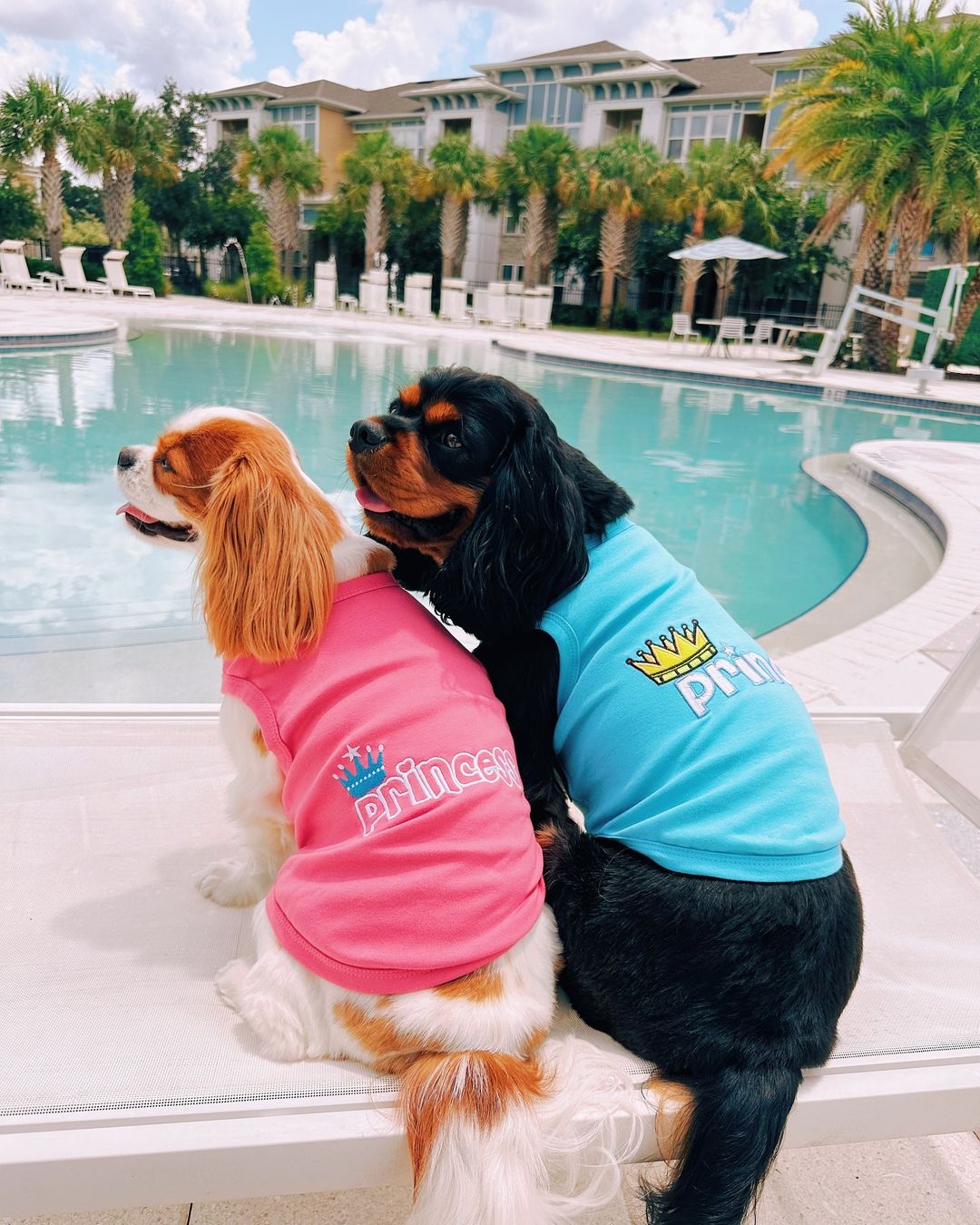 Parisian Pet Prince Embroidered Dog Shirt  Comfortable Royal Apparel for Dogs & Cats, Light Blue