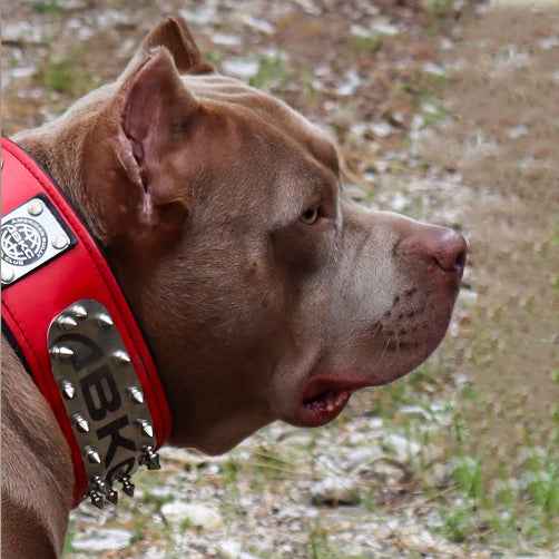 Bestia ABKC Leather Dog Collar