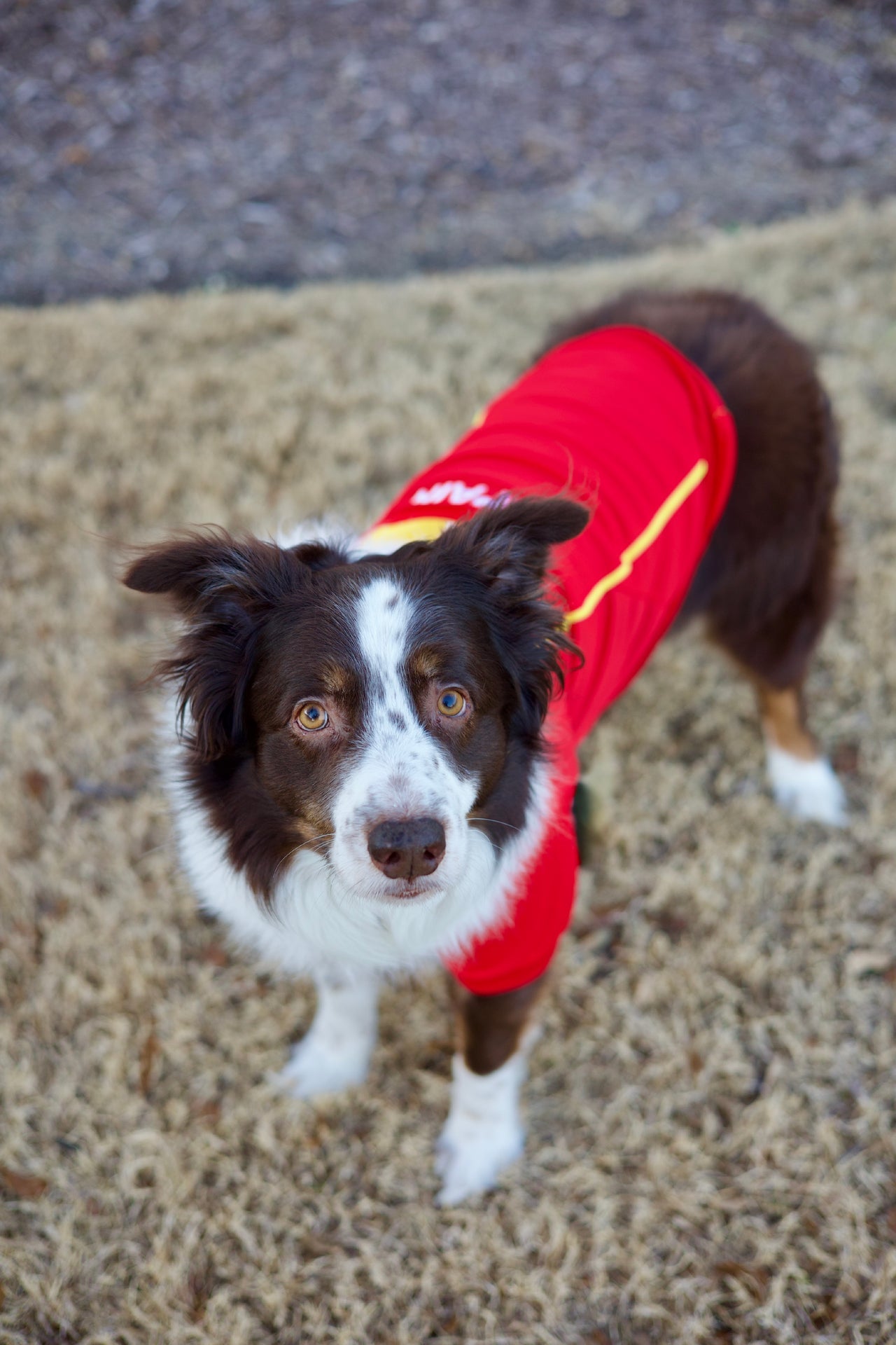 Parisian Pet Team Spain Jersey-Red & Yellow Stripes