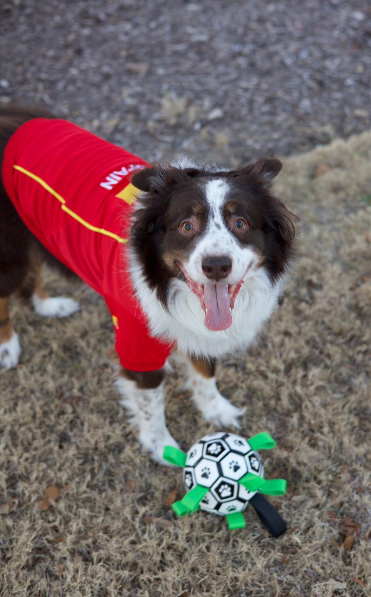 Parisian Pet Team Spain Jersey-Red & Yellow Stripes