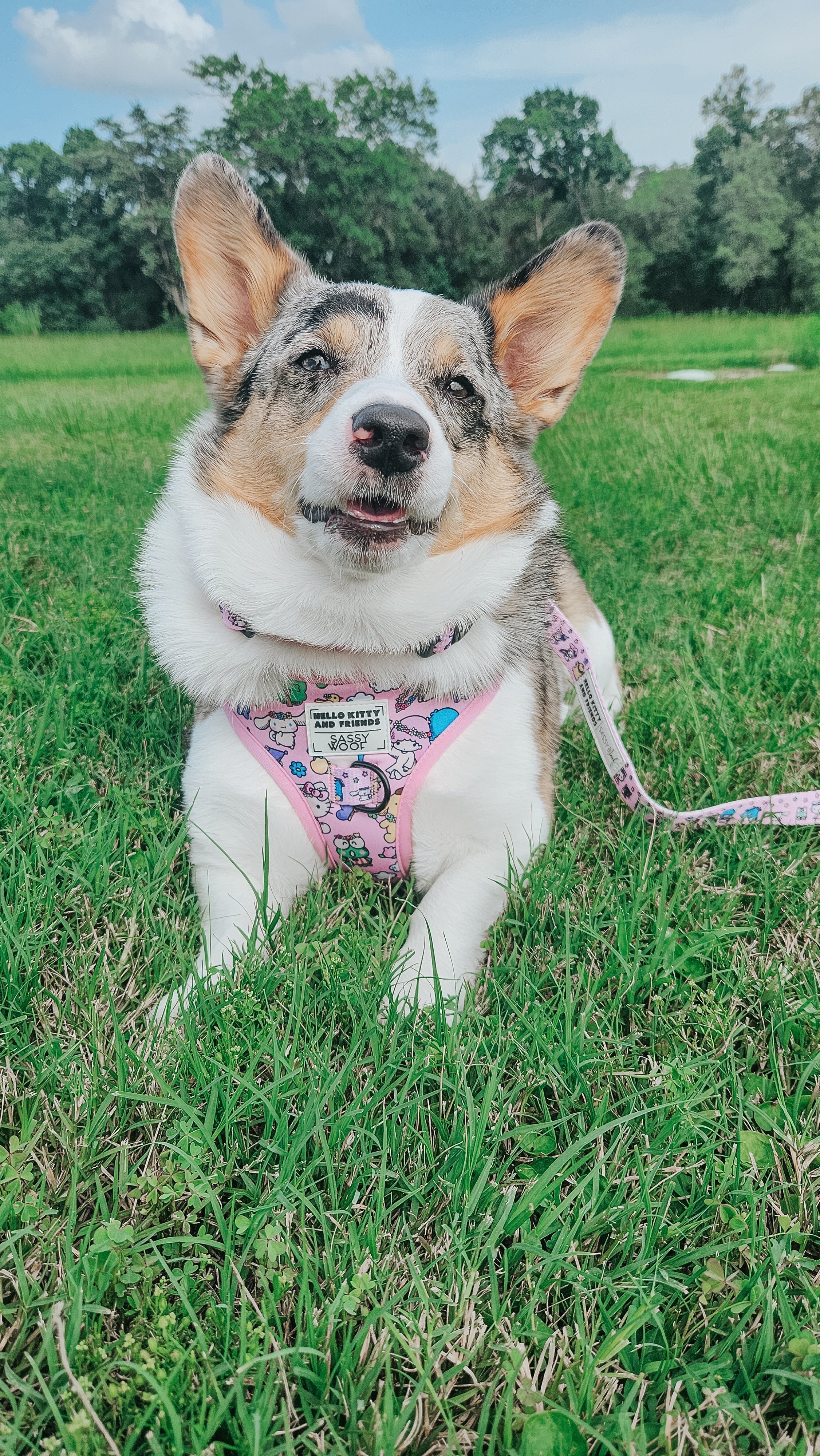 Dog Collar - Hello Kitty® & Friends Flower Festival