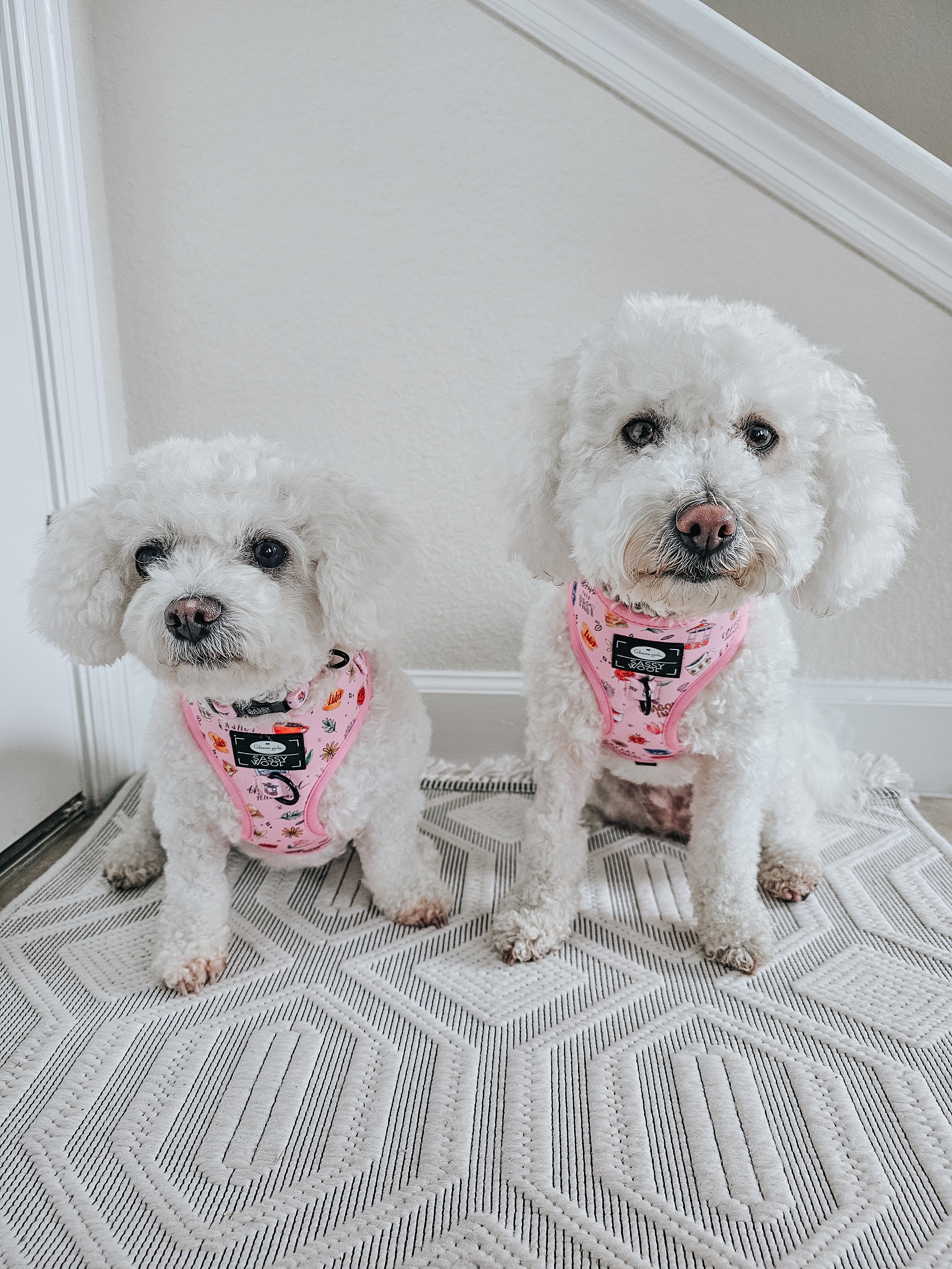 Dog Adjustable Harness - Gilmore Girls™