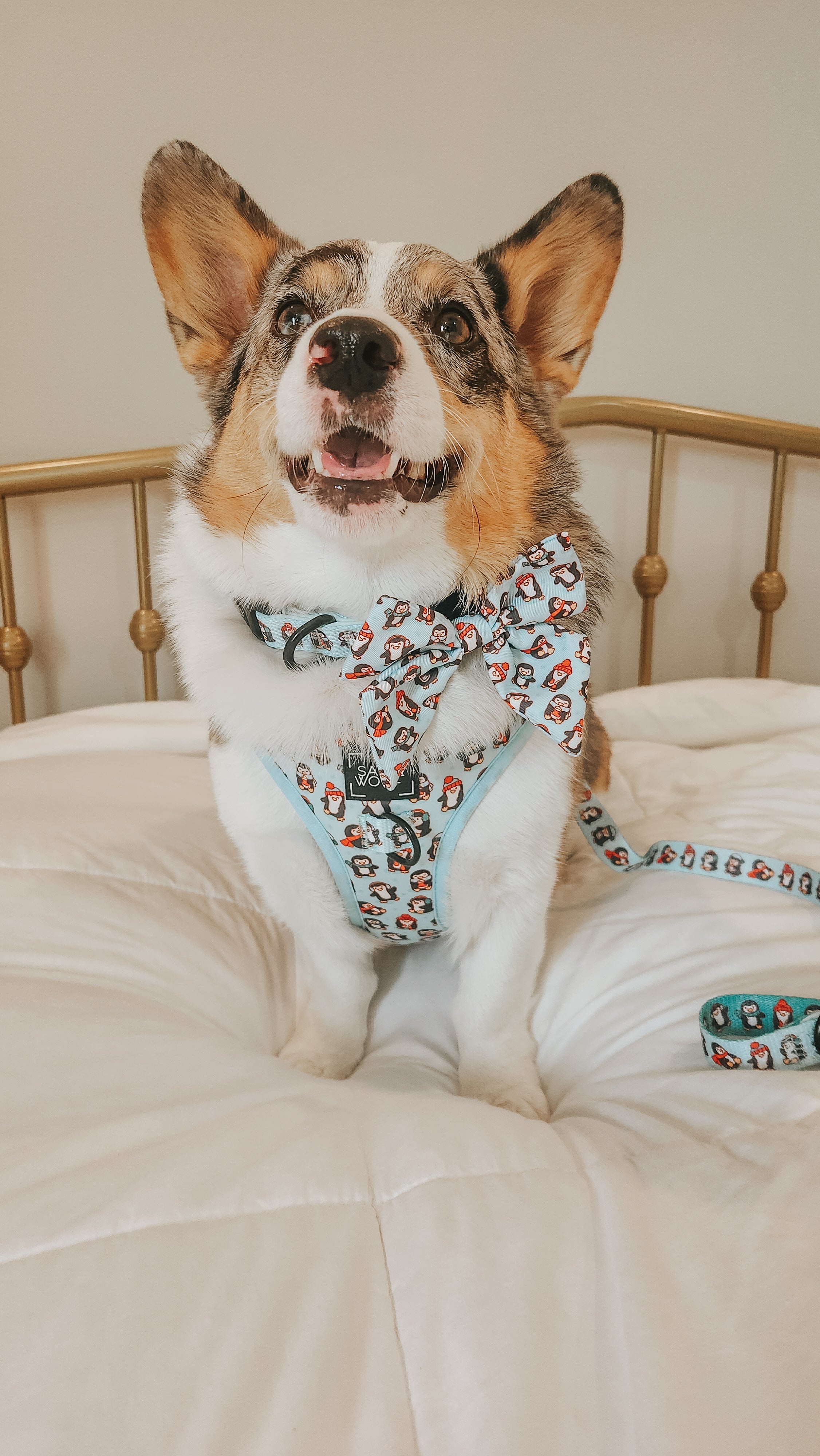 Dog Collar - Winter Waddleland