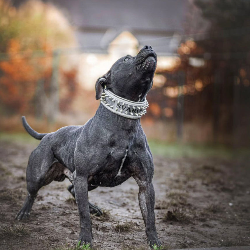 Bestia Metal White & Gold Personalized Leather Dog Collar