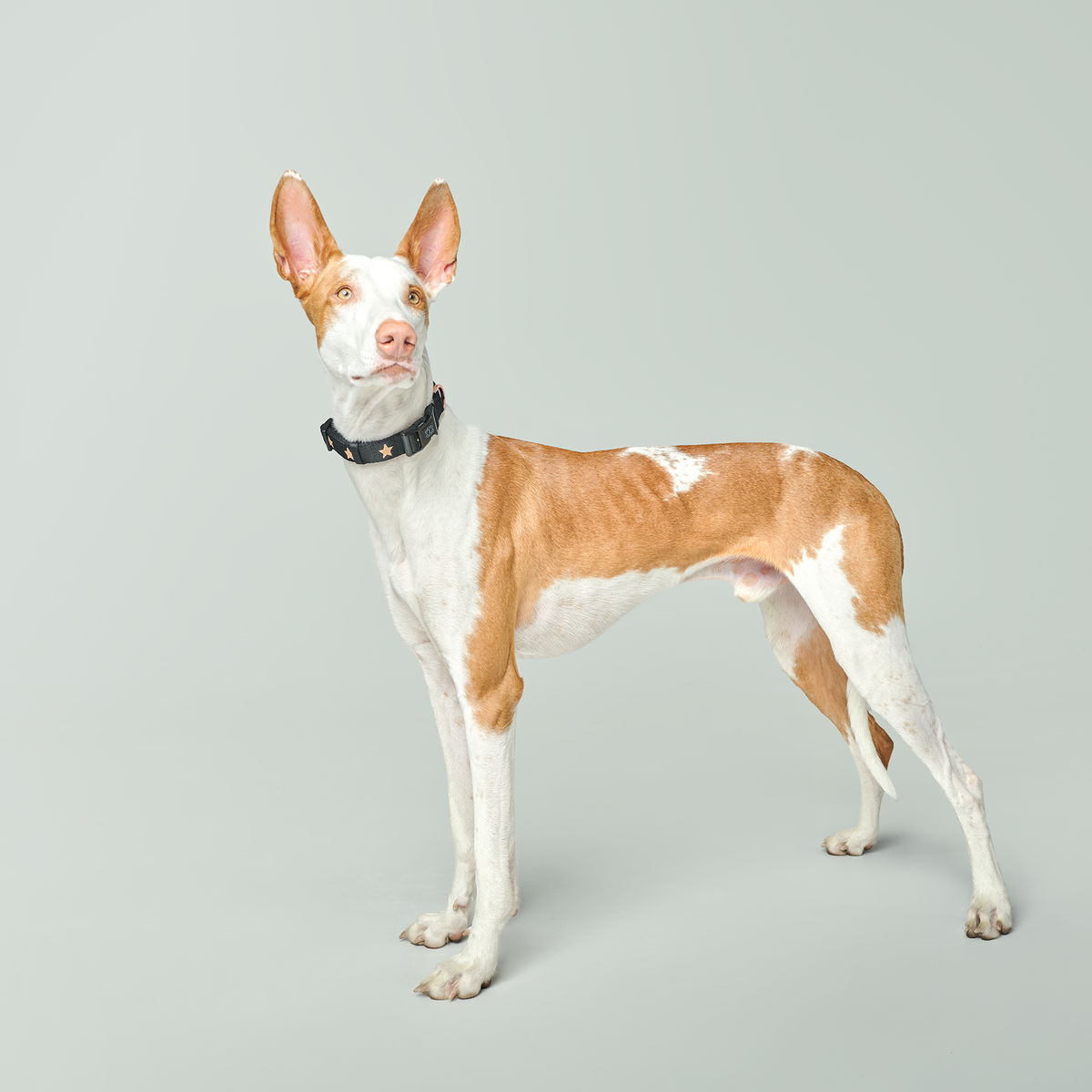 DOGISTRY City Dog Collar - Rockstar