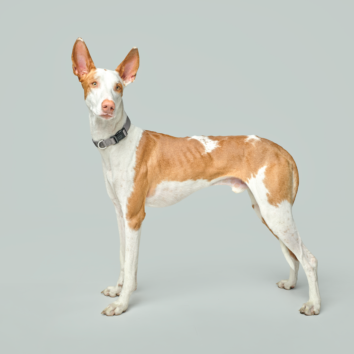 DOGISTRY City Dog Collar - Steel