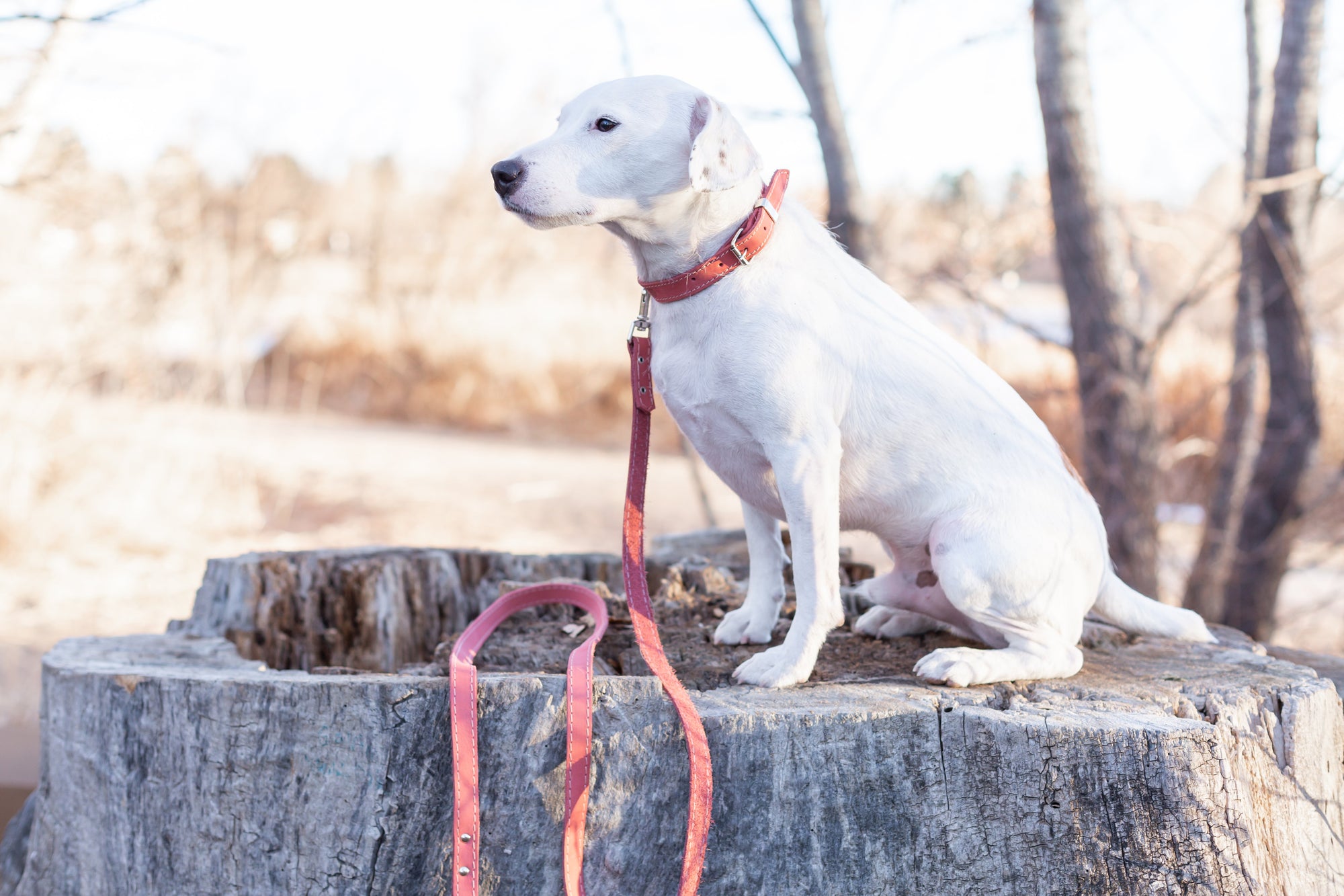 Euro-Dog Pro Line Leather Hunting Dog Leash