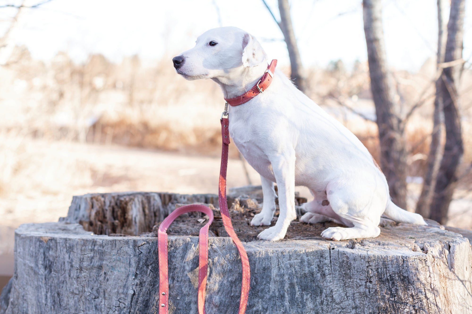 Euro-Dog Pro Line Leather Hunting Dog Collar